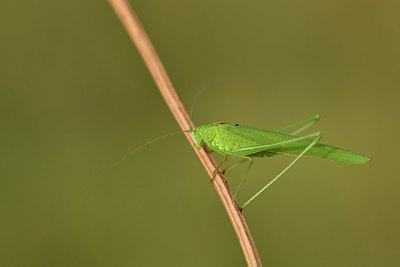 BUITEN BEELD Foto: 408266