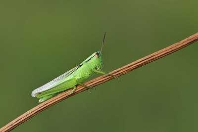BUITEN BEELD Foto: 408269