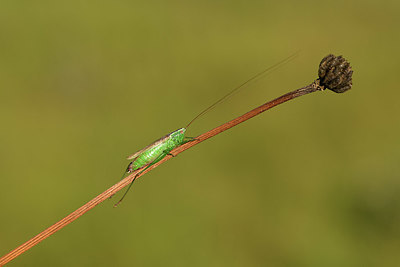 BUITEN BEELD Foto: 408270