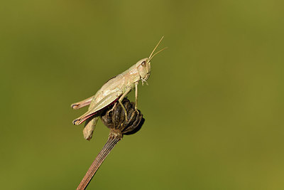 BUITEN BEELD Foto: 408272
