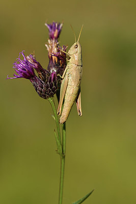 BUITEN BEELD Foto: 408275