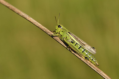 BUITEN BEELD Foto: 408277