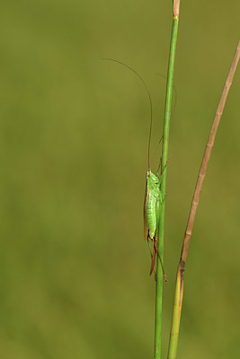 BUITEN BEELD Foto: 408279