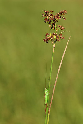 BUITEN BEELD Foto: 408280