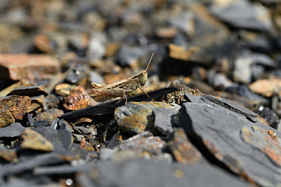 BUITEN BEELD Foto: 408291