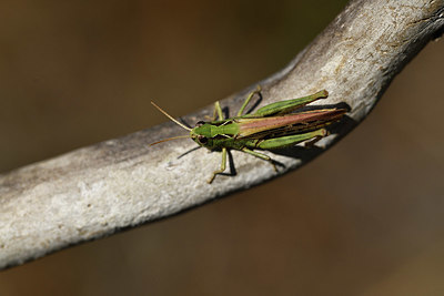 BUITEN BEELD Foto: 408296