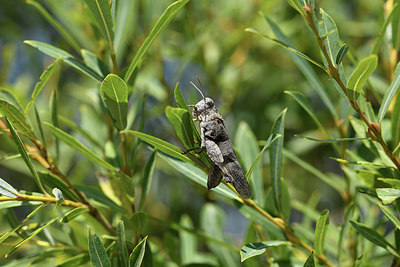 BUITEN BEELD Foto: 408299