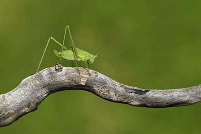 BUITEN BEELD Foto: 408300