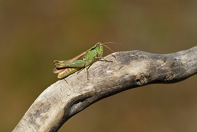 BUITEN BEELD Foto: 408304