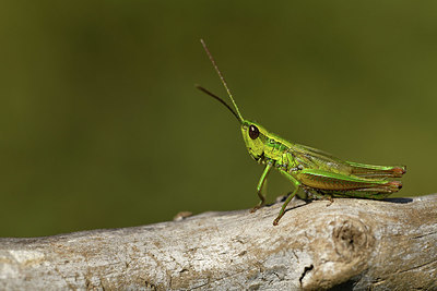 BUITEN BEELD Foto: 408309