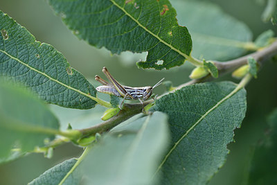 BUITEN BEELD Foto: 408318