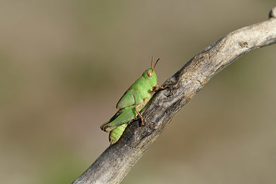 BUITEN BEELD Foto: 408323