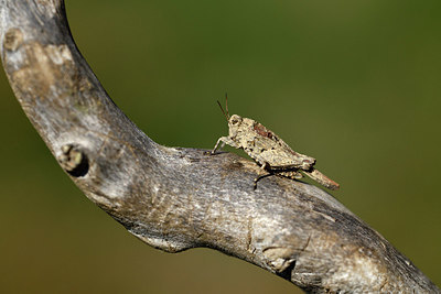 BUITEN BEELD Foto: 408324