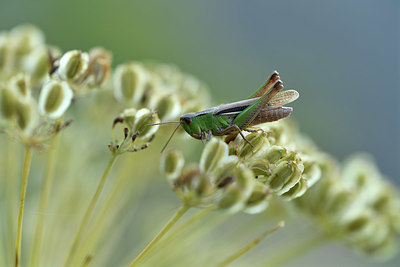 BUITEN BEELD Foto: 408337