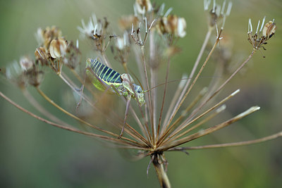 BUITEN BEELD Foto: 408338