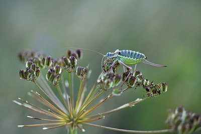 BUITEN BEELD Foto: 408339