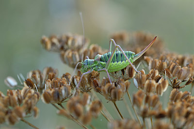 BUITEN BEELD Foto: 408343