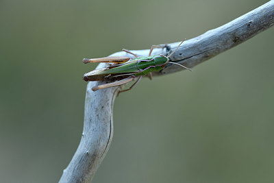 BUITEN BEELD Foto: 408347