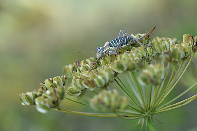 BUITEN BEELD Foto: 408348