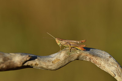 BUITEN BEELD Foto: 408350