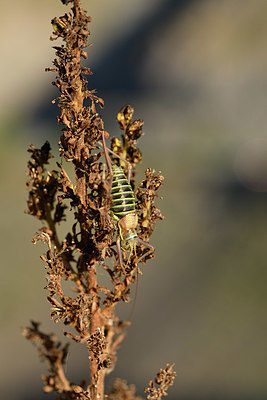 BUITEN BEELD Foto: 408351