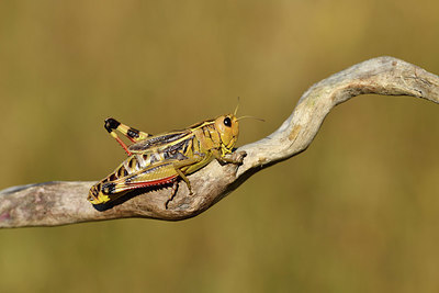 BUITEN BEELD Foto: 408356
