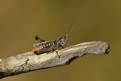 BUITEN BEELD Foto: 408362