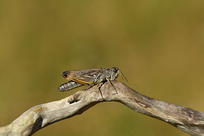 BUITEN BEELD Foto: 408363