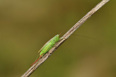 BUITEN BEELD Foto: 408387