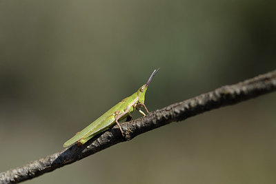 BUITEN BEELD Foto: 408401