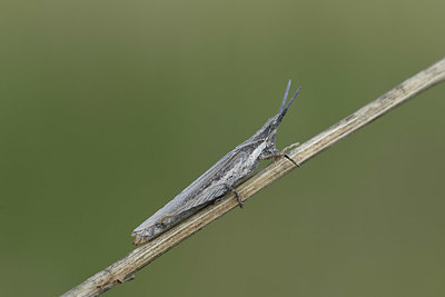 BUITEN BEELD Foto: 408416