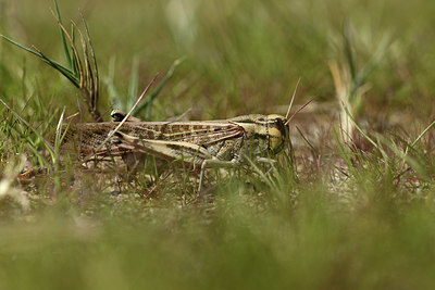 BUITEN BEELD Foto: 408420