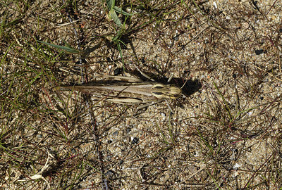 BUITEN BEELD Foto: 408422