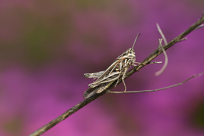 BUITEN BEELD Foto: 408423