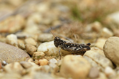 BUITEN BEELD Foto: 408438