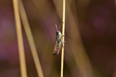 BUITEN BEELD Foto: 408440