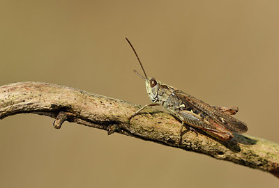 BUITEN BEELD Foto: 408450