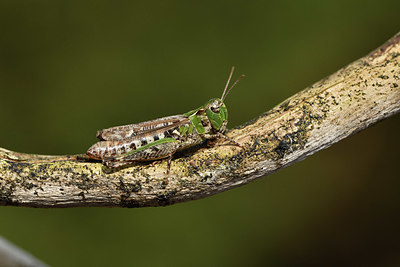 BUITEN BEELD Foto: 408451