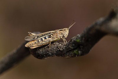 BUITEN BEELD Foto: 408452