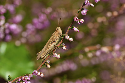 BUITEN BEELD Foto: 408453