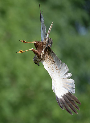 BUITEN BEELD Foto: 408463