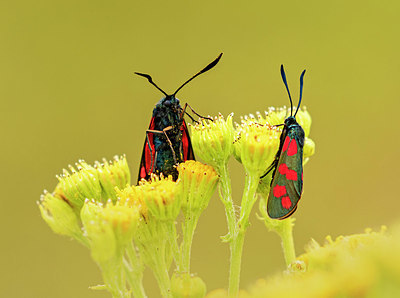 BUITEN BEELD Foto: 408484