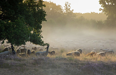 BUITEN BEELD Foto: 408509