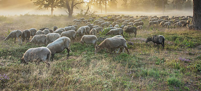 BUITEN BEELD Foto: 408517