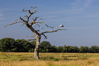 BUITEN BEELD Foto: 408525