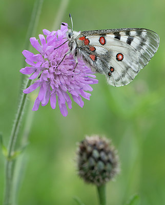 BUITEN BEELD Foto: 408540