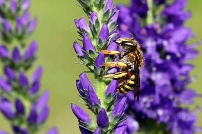 BUITEN BEELD Foto: 408552