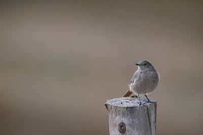 BUITEN BEELD Foto: 408553