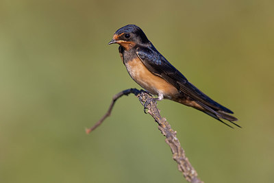 BUITEN BEELD Foto: 408572