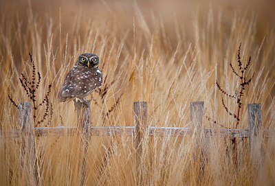 BUITEN BEELD Foto: 408594